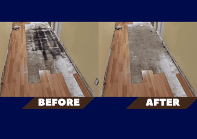 Mold Remediation Tampa Bay Florida
