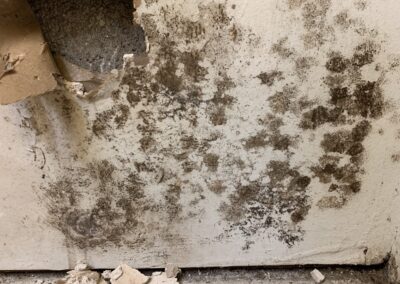 Mold Remediation Tampa Bay Florida