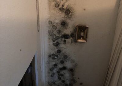 Mold Remediation Tampa Bay Florida