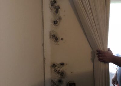 Mold Remediation Tampa Bay Florida