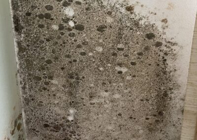 Mold Remediation Tampa Bay Florida