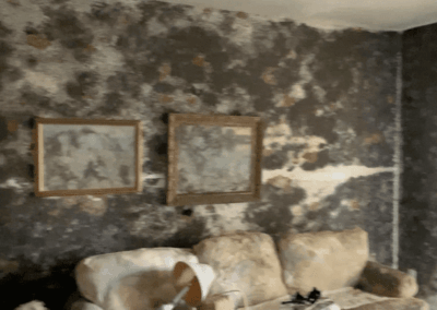 Mold Remediation Tampa Bay Florida