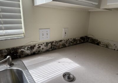 Mold Remediation Tampa Bay Florida