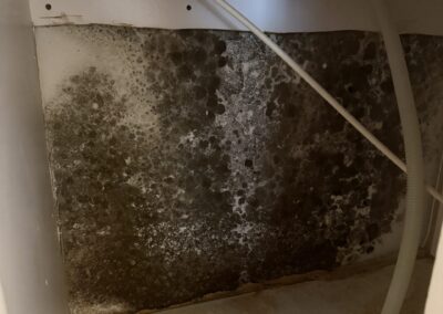Mold Remediation Tampa Bay Florida